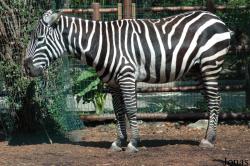 Zoo da Maia