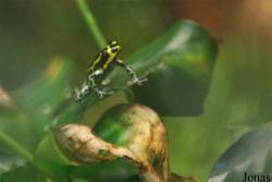 Dendrobates ventrimaculatus