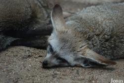 ZooParc de Beauval