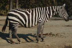 Equus quagga borensis