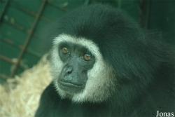 ZooParc de Beauval