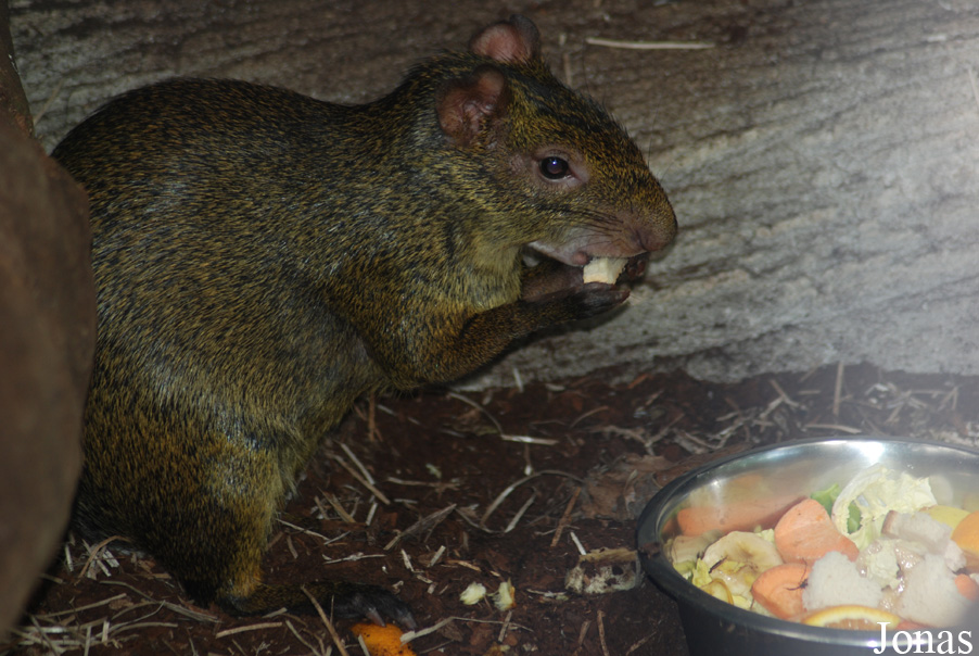 ZooParc de Beauval