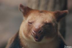 ZooParc de Beauval