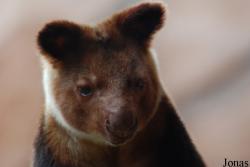 ZooParc de Beauval