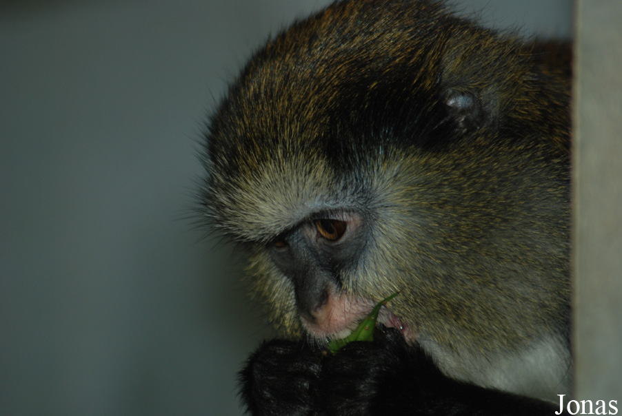 ZooParc de Beauval