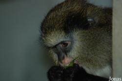 ZooParc de Beauval