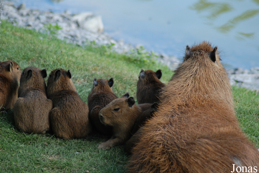ZooParc de Beauval