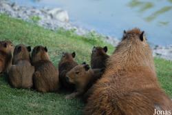ZooParc de Beauval
