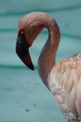 Zoo da Maia
