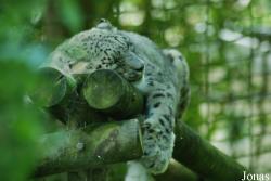 ZooParc de Beauval