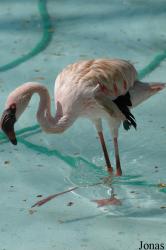 Zoo da Maia