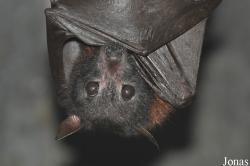 Pteropus lylei
