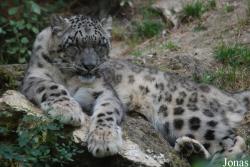 Zoo de Doué