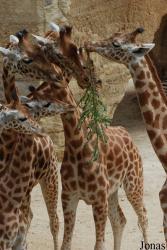 Zoo de Doué