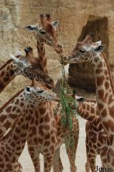 Zoo de Doué