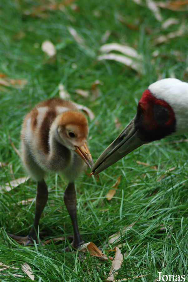 Zoo de Doué