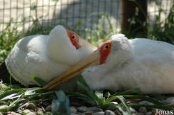 Zoo da Maia