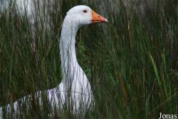 Pôle-Nature du Marais des Oiseaux