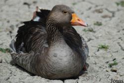 Pôle-Nature du Marais des Oiseaux