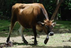 Vache Jersiaise