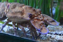 Scyllaridae