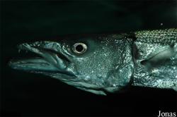 Sphyraena barracuda