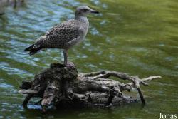 Pôle-Nature du Marais des Oiseaux
