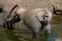 Zoo du Bassin d'Arcachon