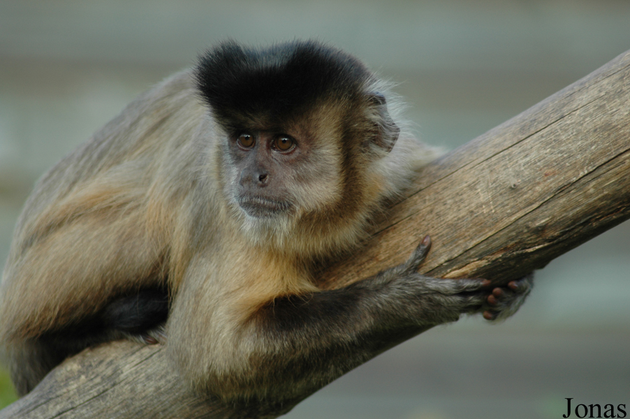 La Vallée des Singes
