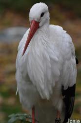 Wildpark Pforzheim