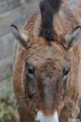 Wildpark Pforzheim
