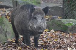 Wildpark Pforzheim