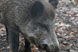 Wildpark Pforzheim