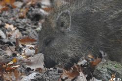 Wildpark Pforzheim