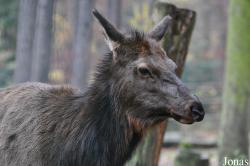 Cervus canadensis sibiricus