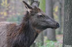 Wildpark Pforzheim