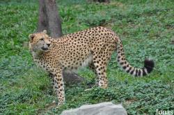 Acinonyx jubatus