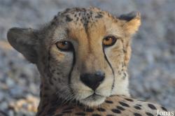 Acinonyx jubatus soemmeringii