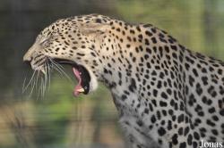 Panthera pardus nimr