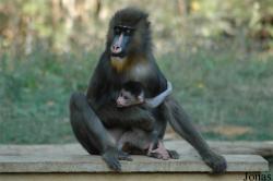 La Vallée des Singes