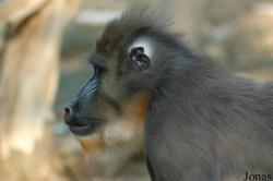 La Vallée des Singes