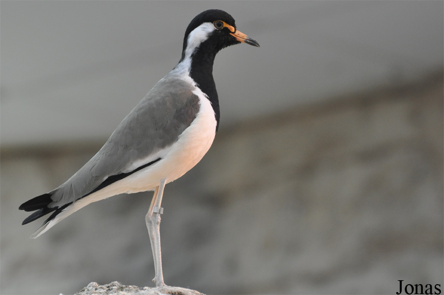 Sharjah Desert Park