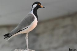 Sharjah Desert Park