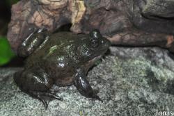 Hemisotidae