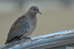 Sharjah Desert Park