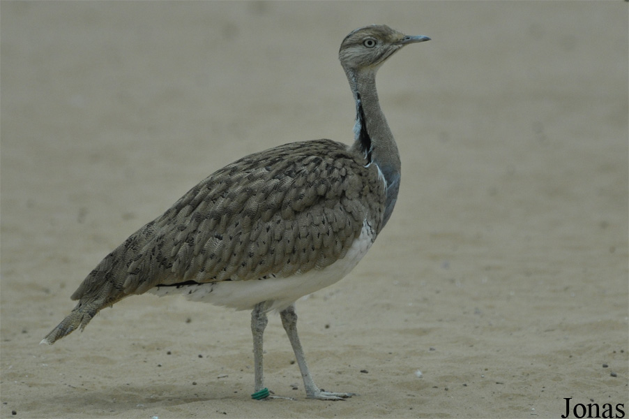 Sharjah Desert Park