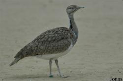 Chlamydotis macqueenii