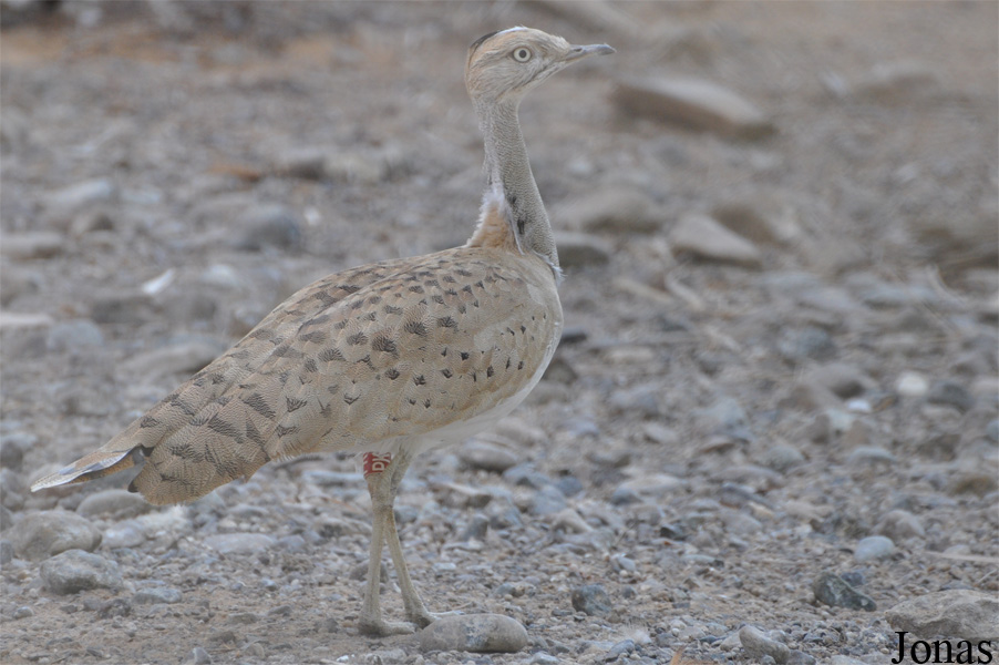 Sharjah Desert Park
