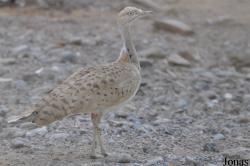 Sharjah Desert Park