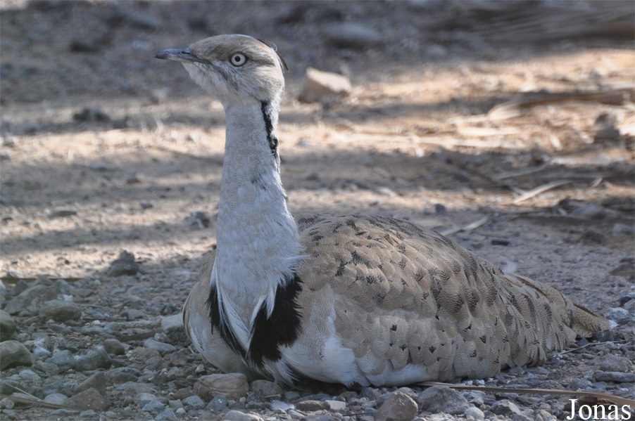 Sharjah Desert Park